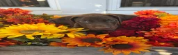 German Shorthaired Pointer dogs for sale: Griffin  - Ad 4