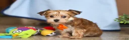 Morkie dogs for sale: Timmy - Ad 4