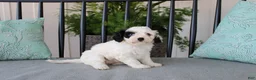 Cavapoo dogs for sale: Tulip - Ad 7