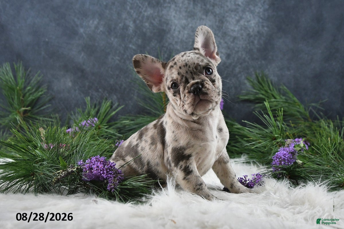 Frenchton dogs Macy - Ad 1