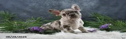 Frenchton dogs for sale: Macy - Ad 1