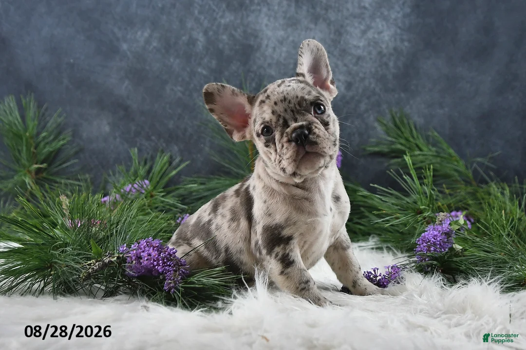Frenchton dogs for sale: Macy - Ad 1