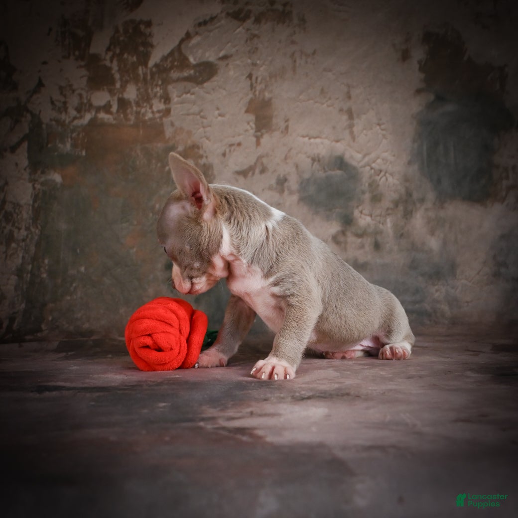 Chihuahua dogs for sale: Jay - Ad 4