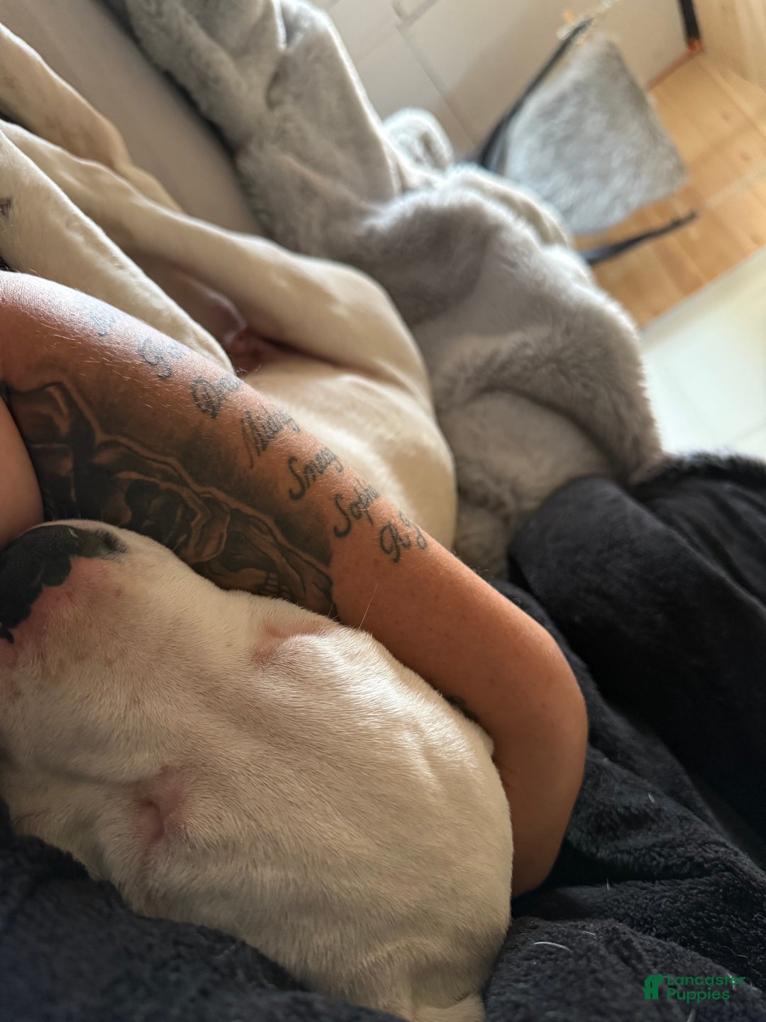 Dogo Argentino dogs for sale: Puppy M3 - Ad 13