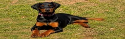 Doberman Pinscher dogs for sale: Stella - Ad 1