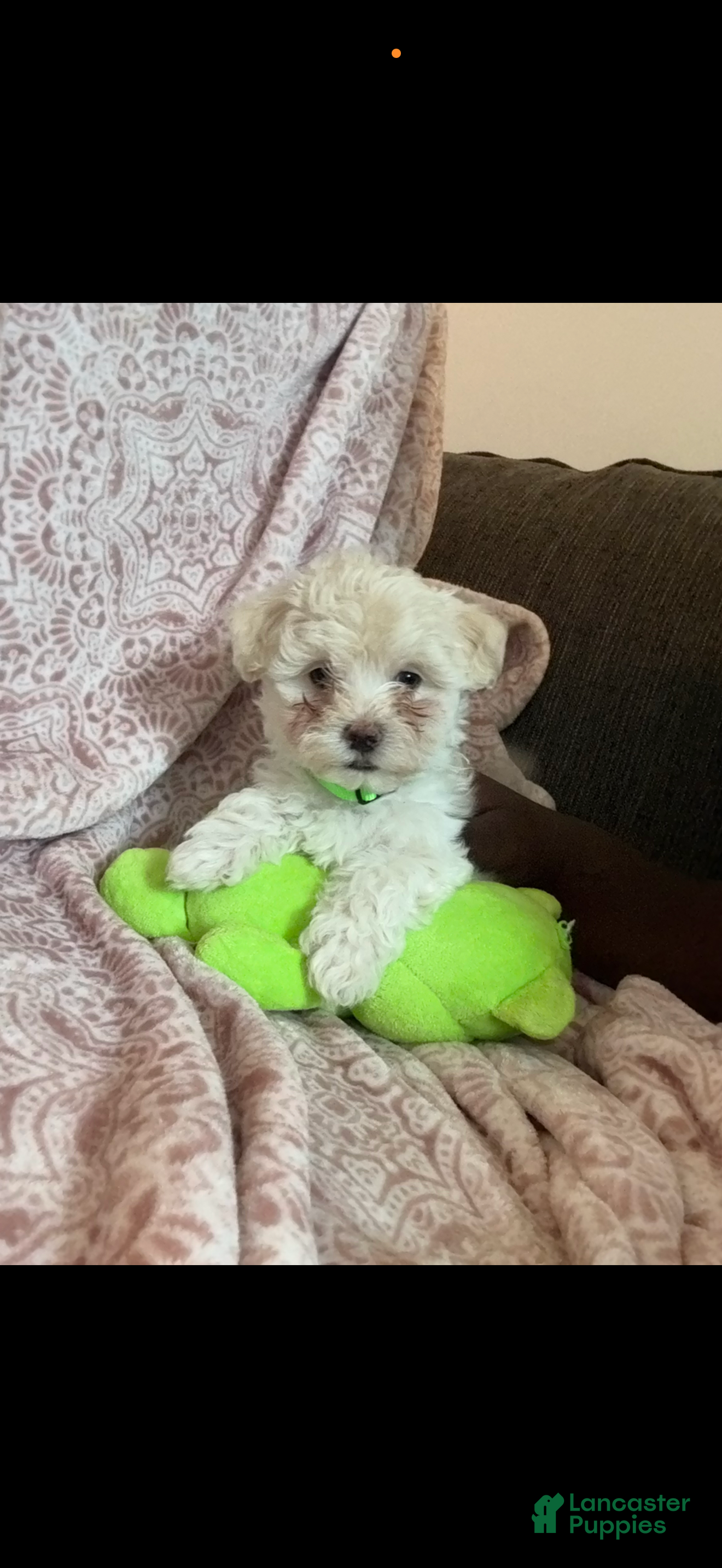 Maltipoo dogs for sale: Maltipoo Puppy 1 - Ad 1
