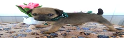 Chihuahua dogs for sale: Chihuahua Puppy 1 Chico - Ad 2