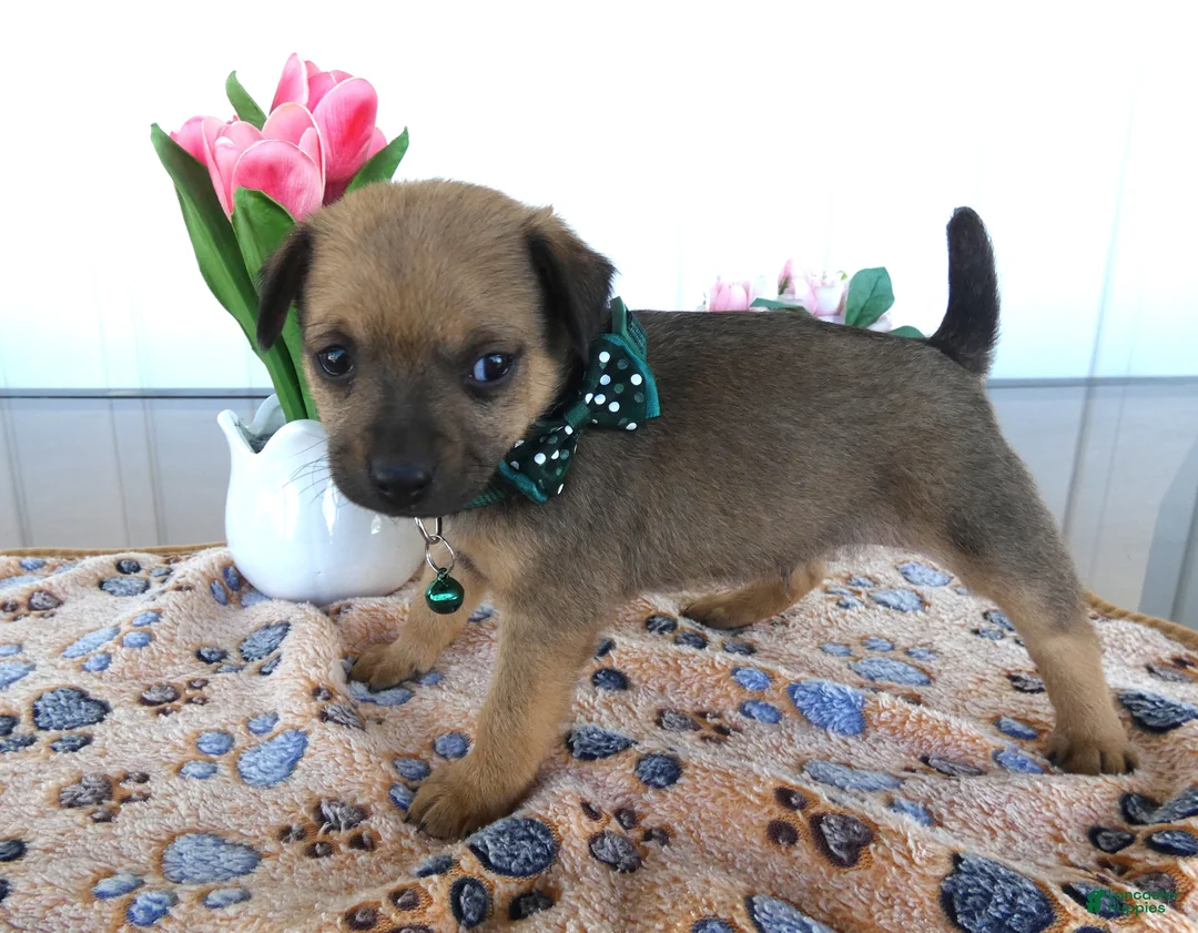 Chihuahua dogs for sale: Chihuahua Puppy 1 Chico - Ad 2