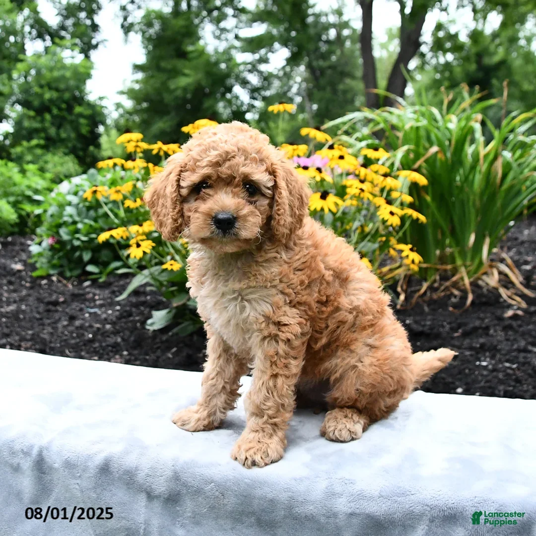 Cockapoo dogs for sale: Faith - Ad 21