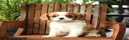 Cavalier King Charles Spaniel dogs for sale: Buster - Ad 4