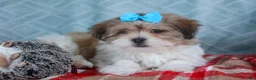 Teddy Bear dogs for sale: GIGI - Ad 11