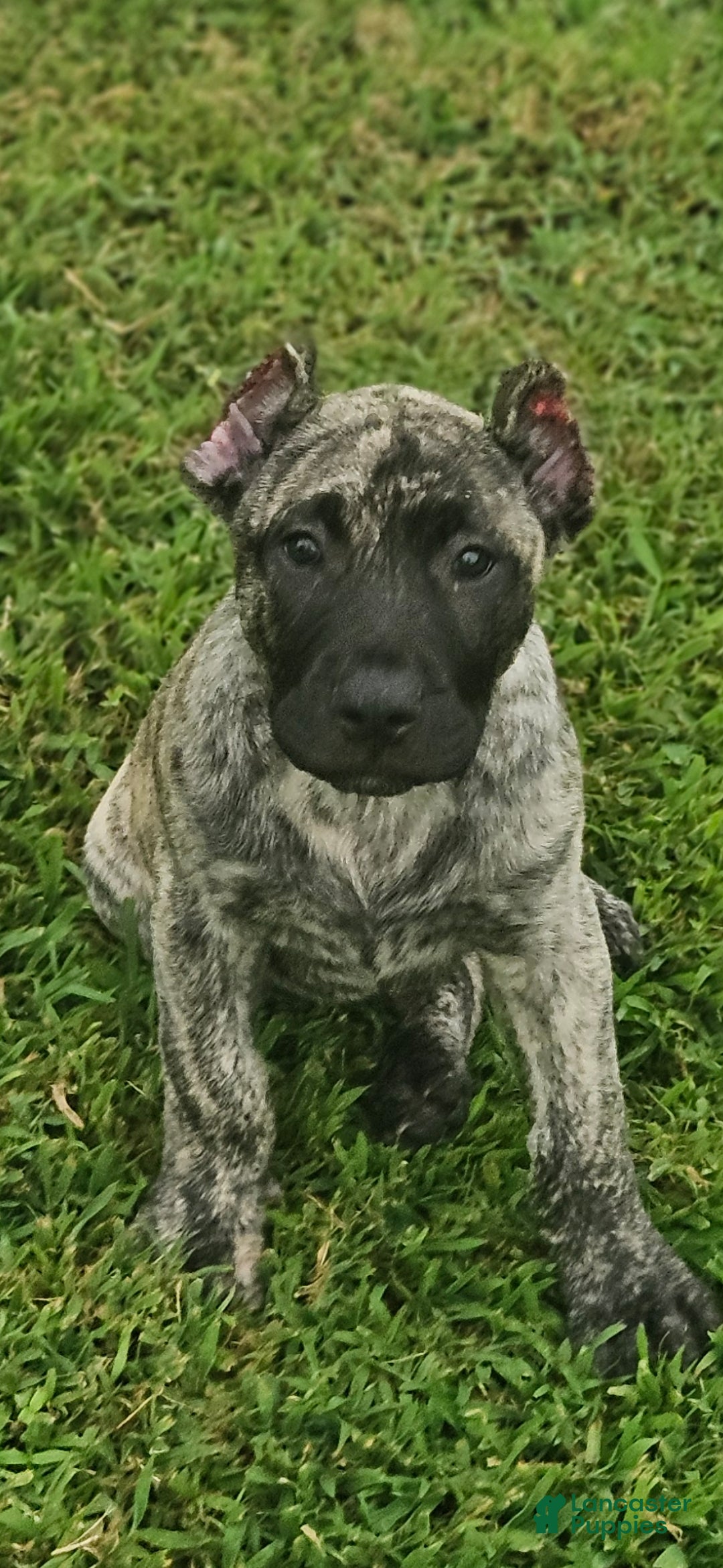 Presa Canario dogs for sale: Presa Canario 1 - Ad 3