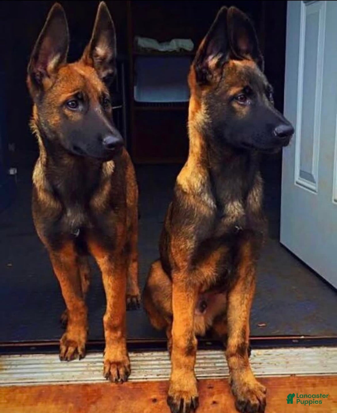 Gallery Image {{count}}