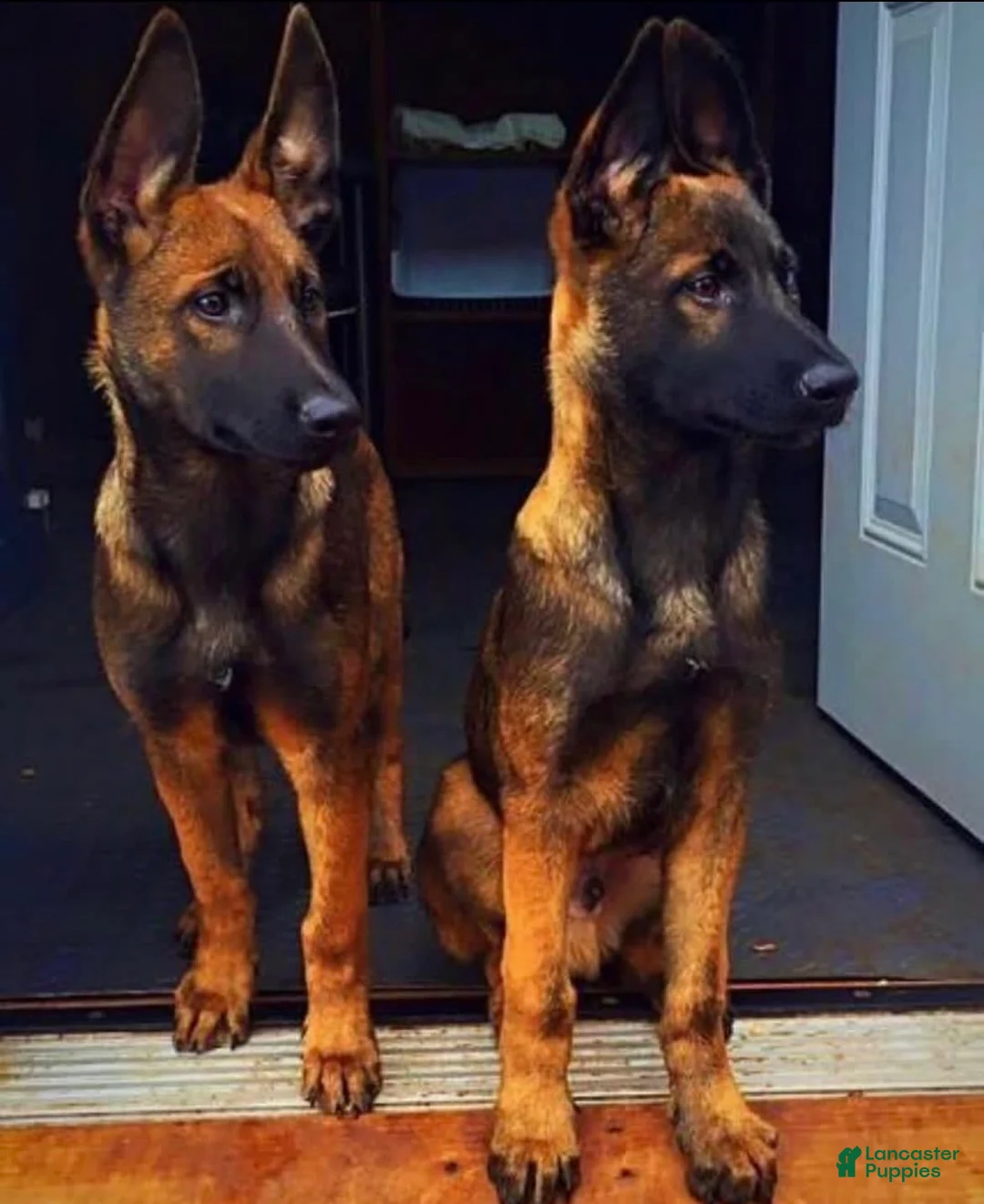 Gallery Image {{count}}