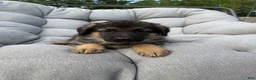 German Shepherd dogs for sale: Memphis - Ad 3