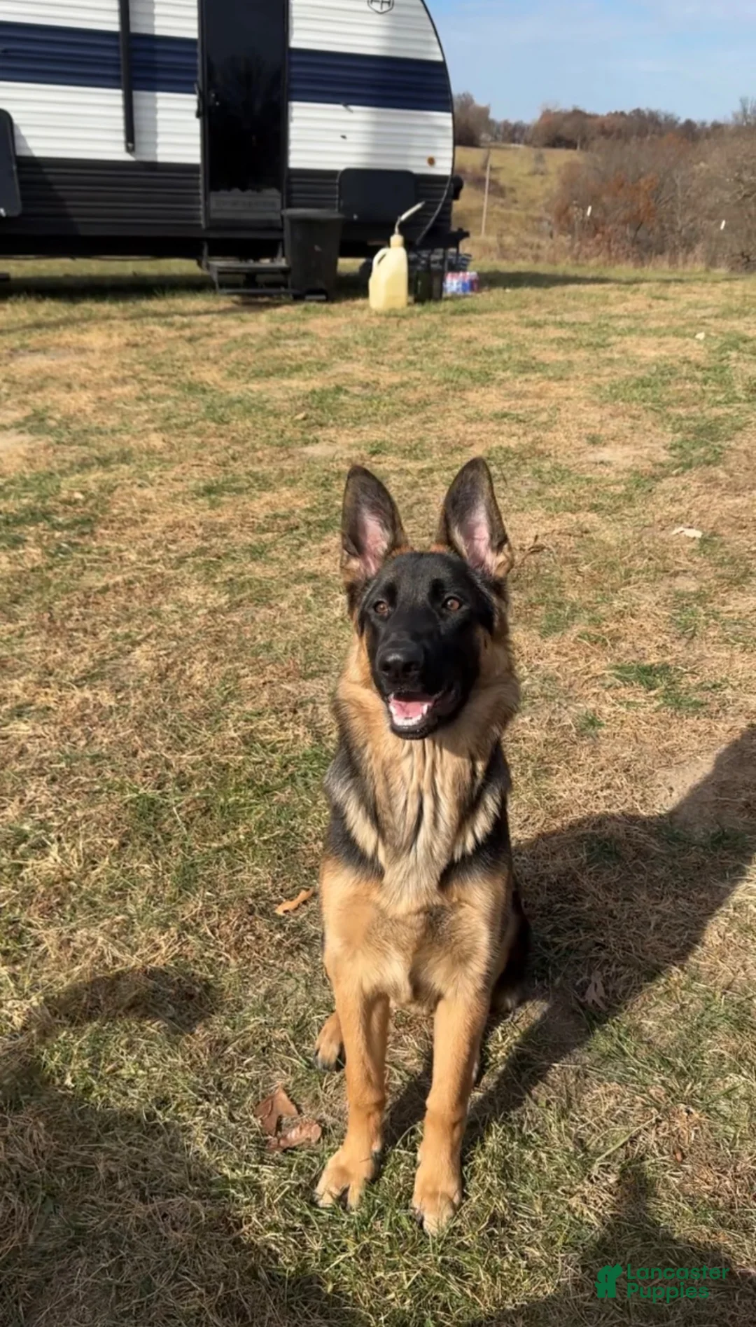 German Shepherd dogs for sale: Black Female - Ad 2