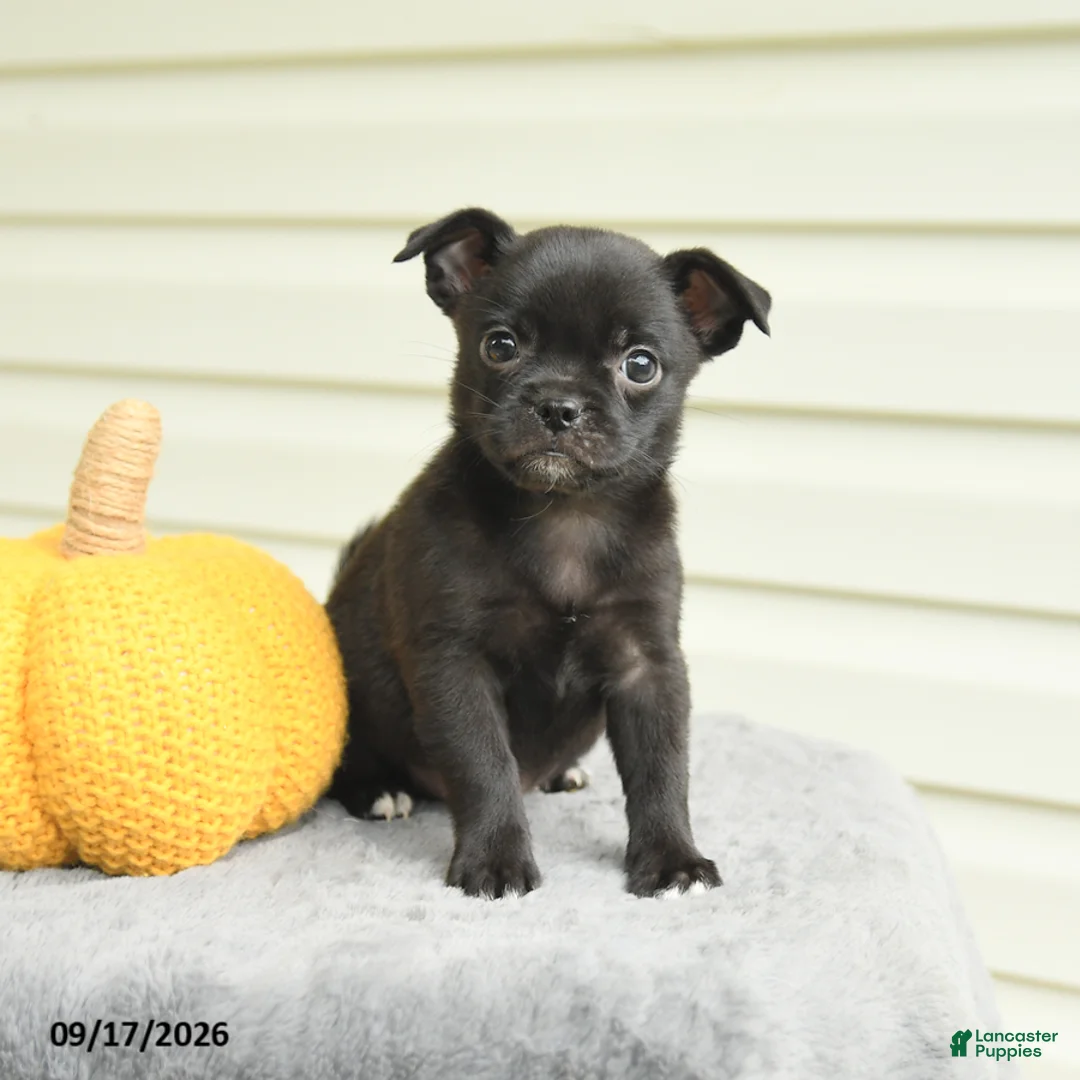 Mixed Breed dogs for sale: Stella - Ad 3