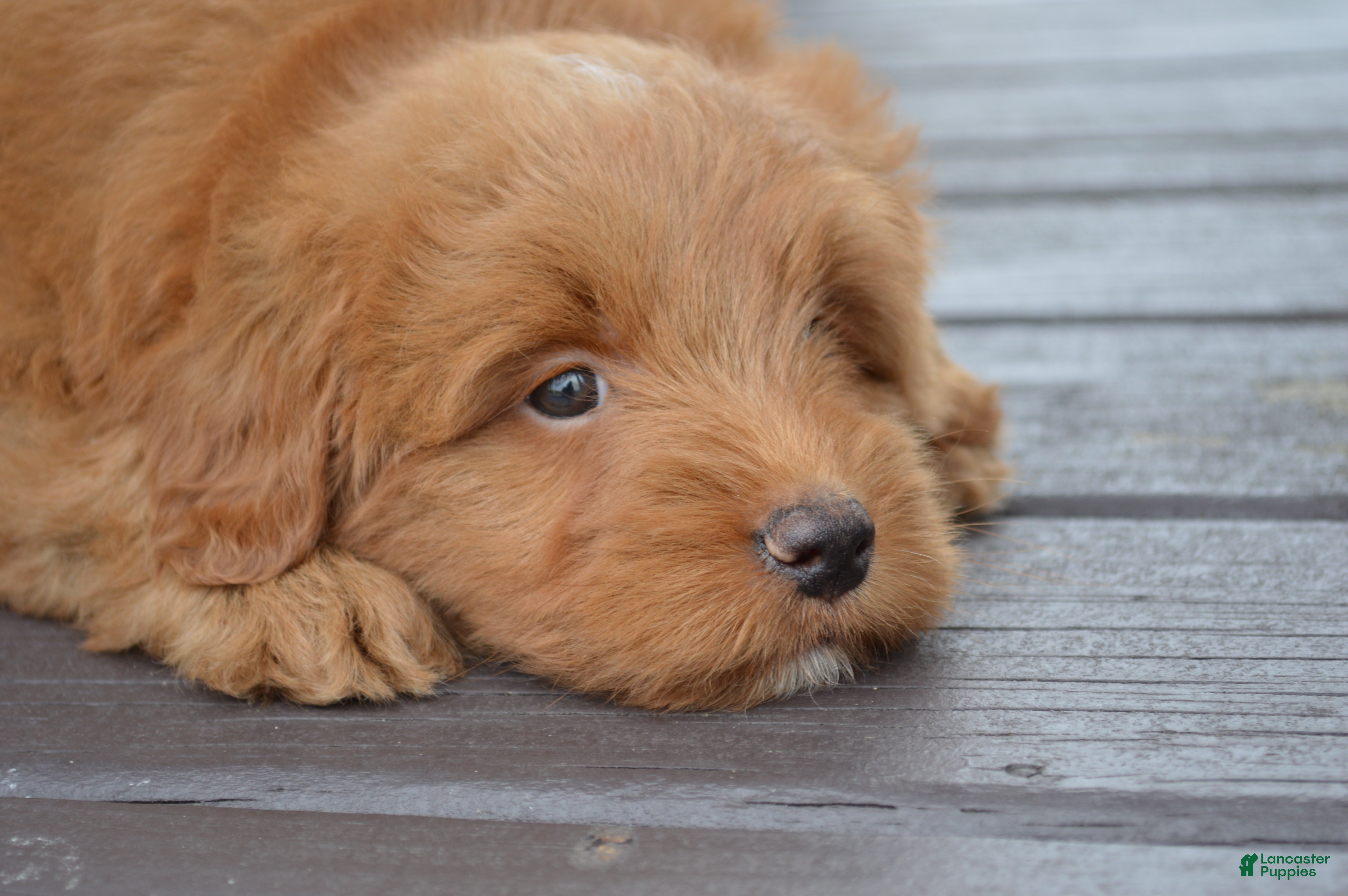 Mini Goldendoodle dogs Shaq - Ad 1