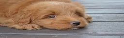 Mini Goldendoodle dogs for sale: Shaq - Ad 7