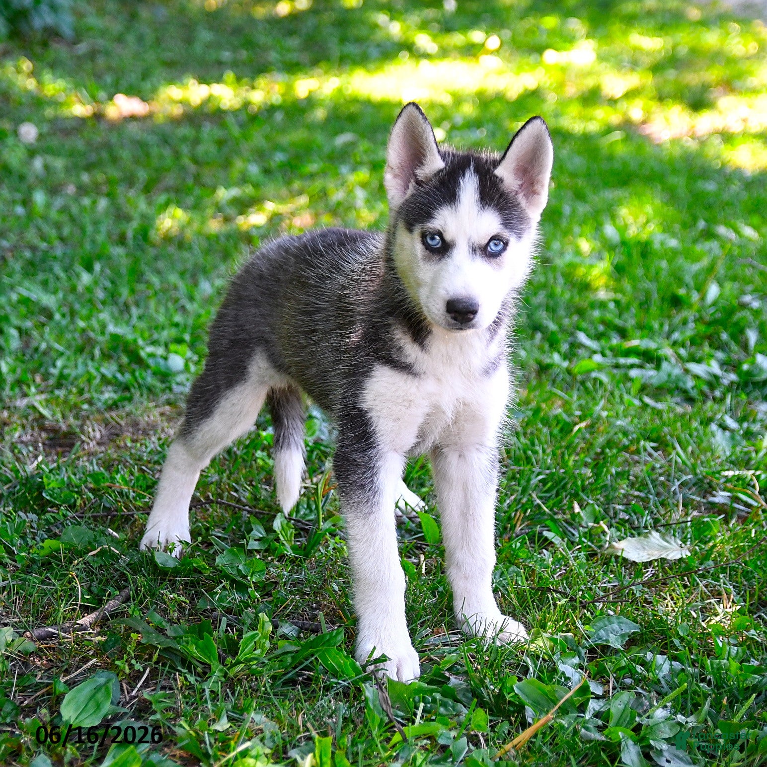 Alaskan Husky dogs Alyssa - Ad 1