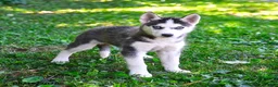 Alaskan Husky dogs for sale: Alyssa - Ad 1