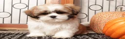Shih Tzu dogs for sale: Boots - Spunky Shih Tzu ACA  - Ad 3