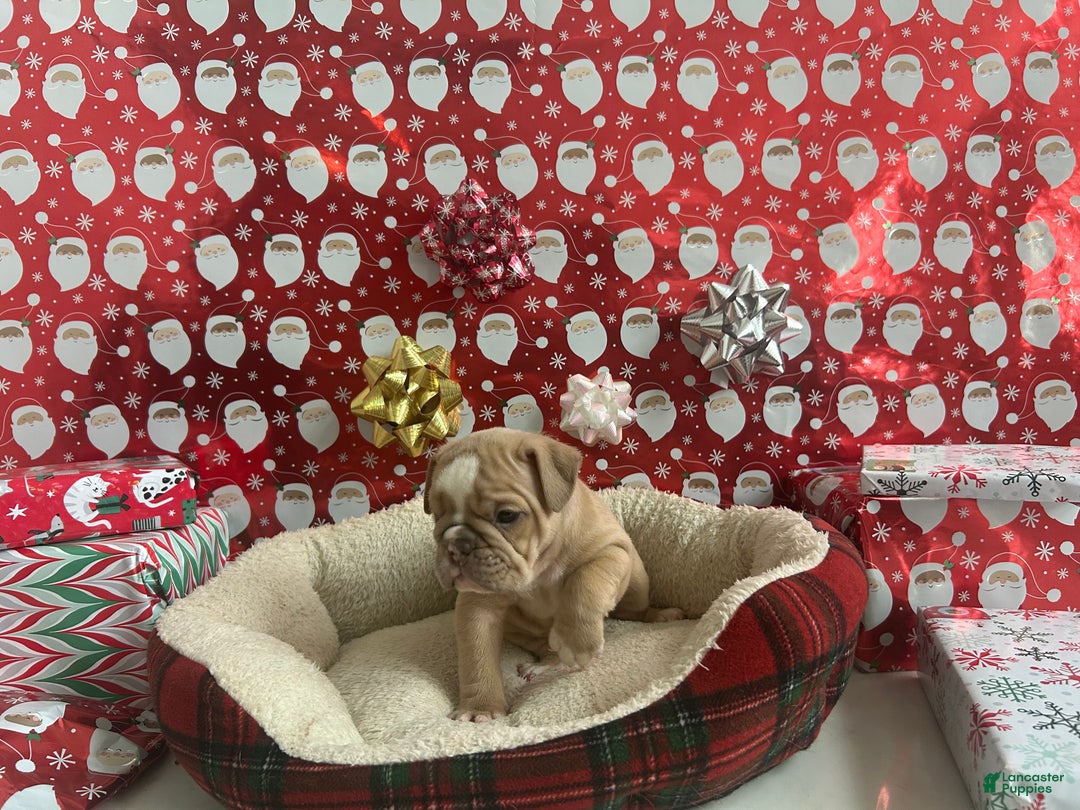English Bulldog dogs for sale: Willow - Ad 6