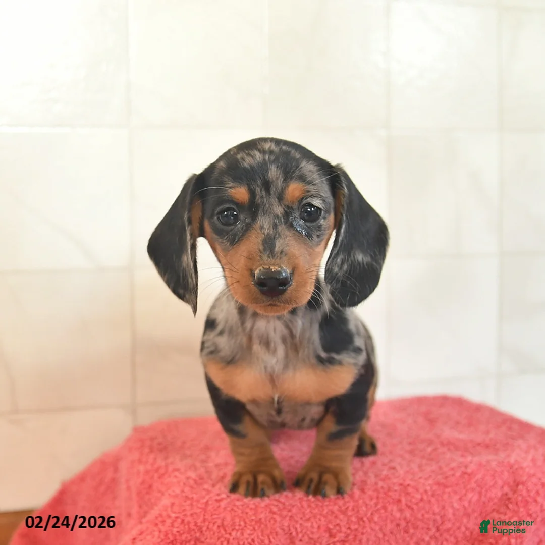 Miniature Dachshund dogs for sale: Fawn - Ad 1