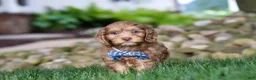 Cockapoo dogs for sale: Leo - Ad 1