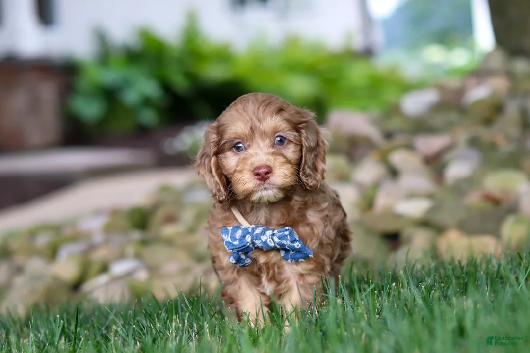 Cockapoo dogs for sale: Leo - Ad 1