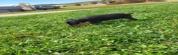 Miniature Pinscher dogs for sale: Male 1 - Ad 4