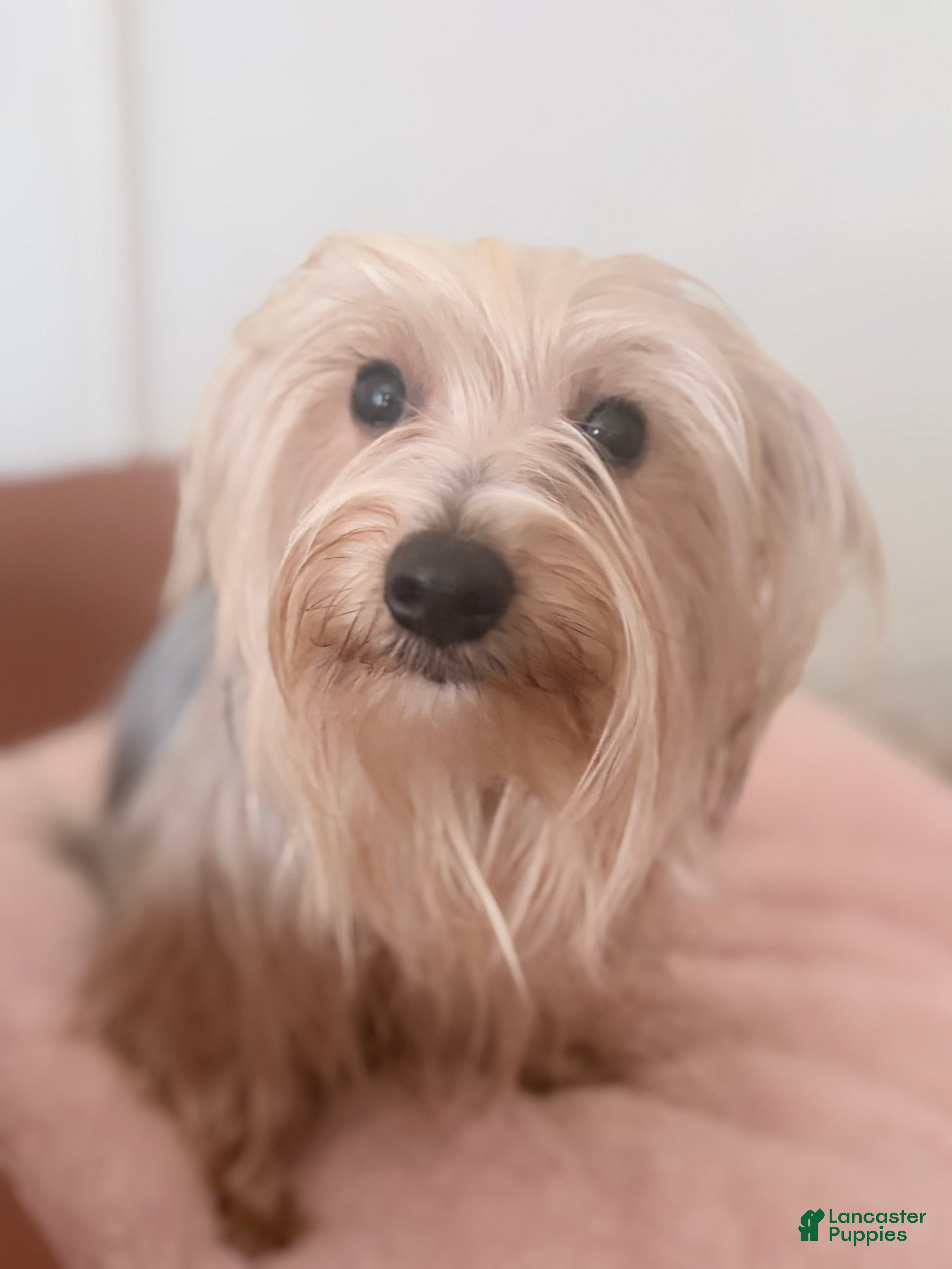 Morkie dogs Luna - Ad 2