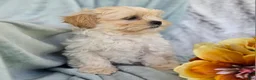 Shihpoo dogs for sale: Marshmallow - Ad 10