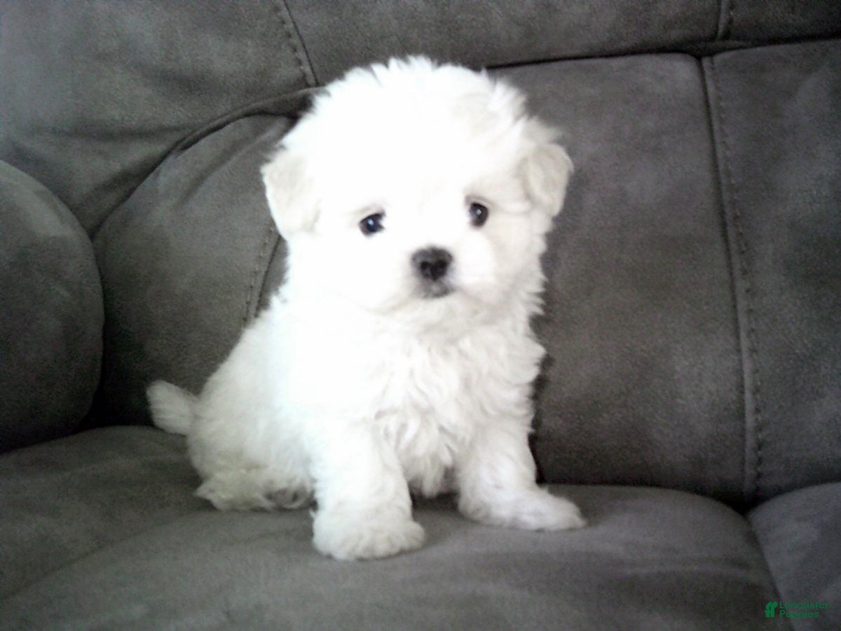 Maltese dogs for sale: Brent - Ad 1