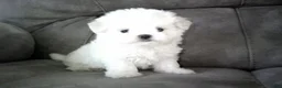 Maltese dogs for sale: Brent - Ad 1