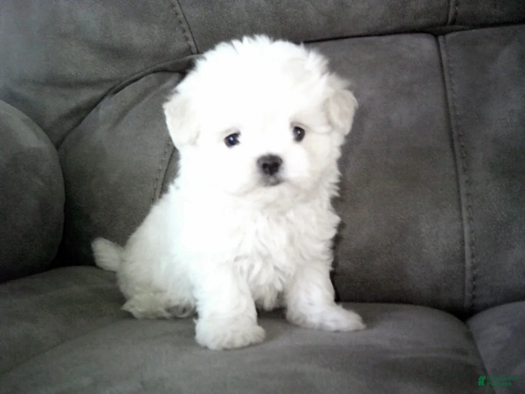 Maltese dogs for sale: Brent - Ad 1
