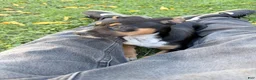 American Staffordshire Terrier dogs for sale: American Staffordshire Terrier 1 - Ad 2