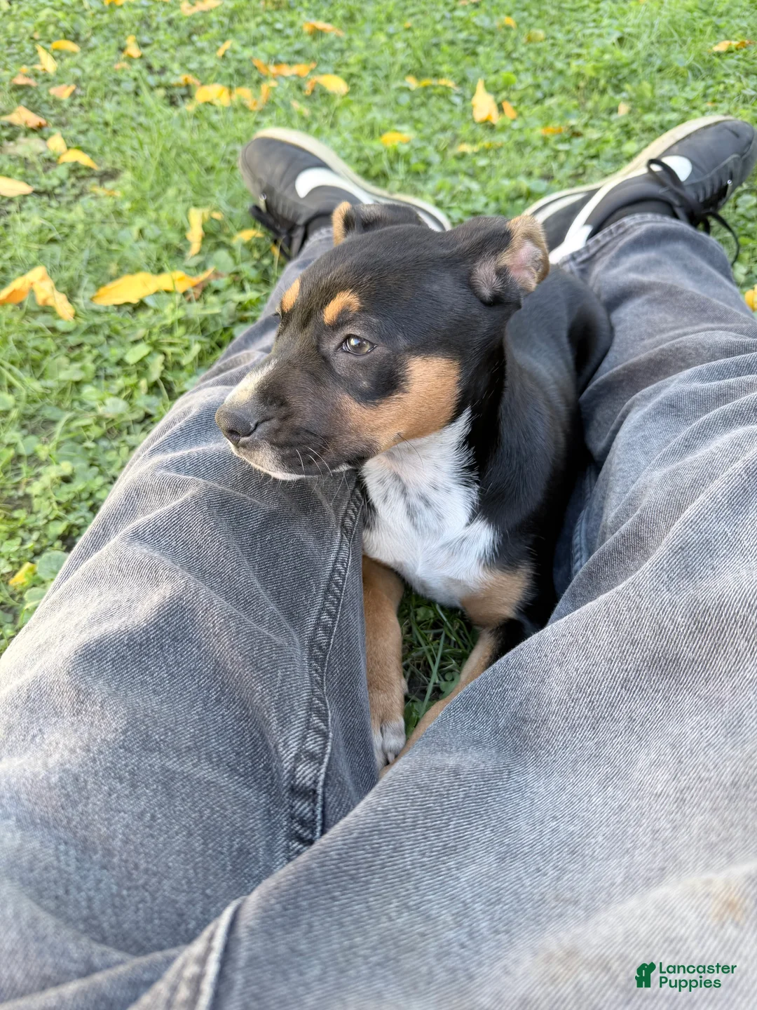American Staffordshire Terrier dogs for sale: American Staffordshire Terrier 1 - Ad 2
