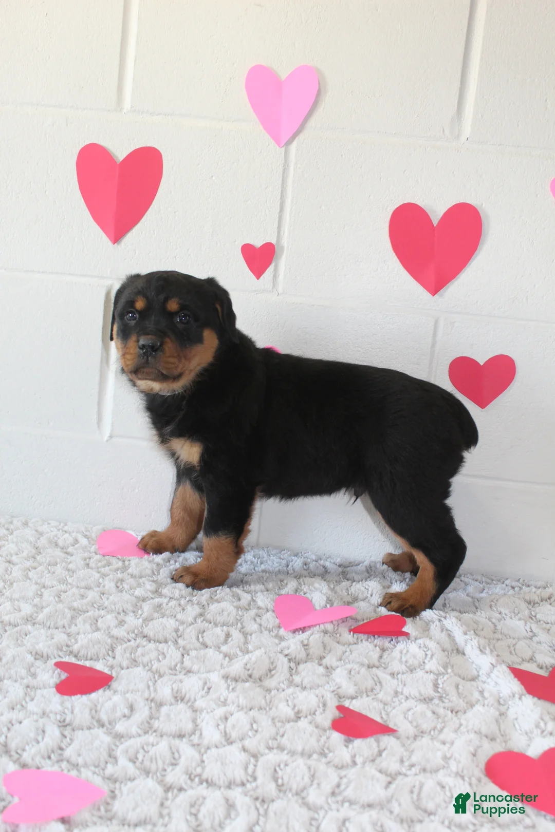 Rottweiler dogs for sale: Ted - Ad 3