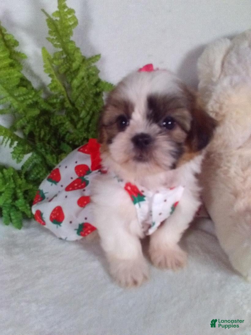 Shih Tzu dogs Allie - Ad 1