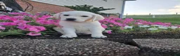 Labrador Retriever dogs for sale: Dustin - Ad 5