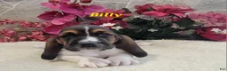 Basset Hound dogs for sale: Billy - Ad 4