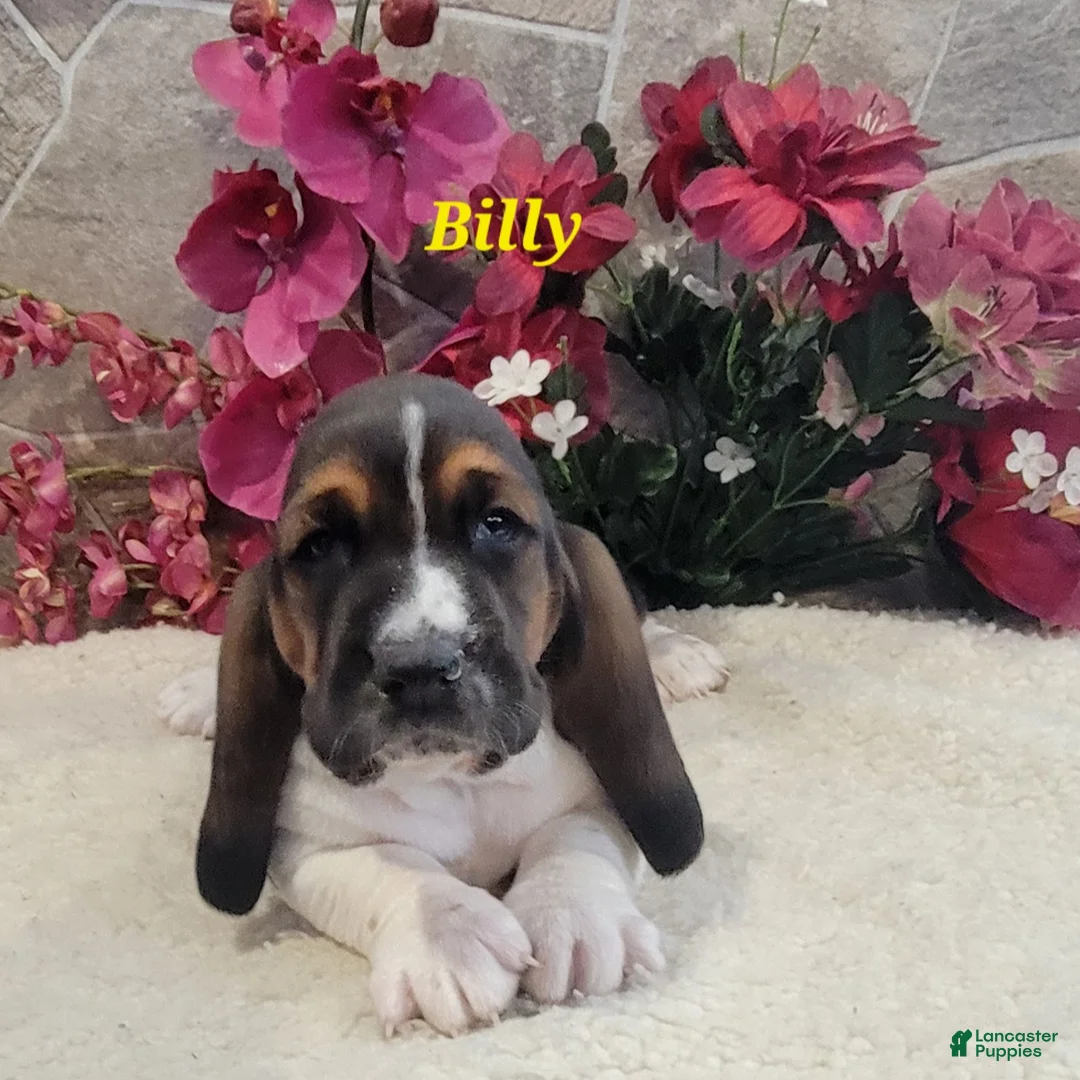 Basset Hound dogs for sale: Billy - Ad 4
