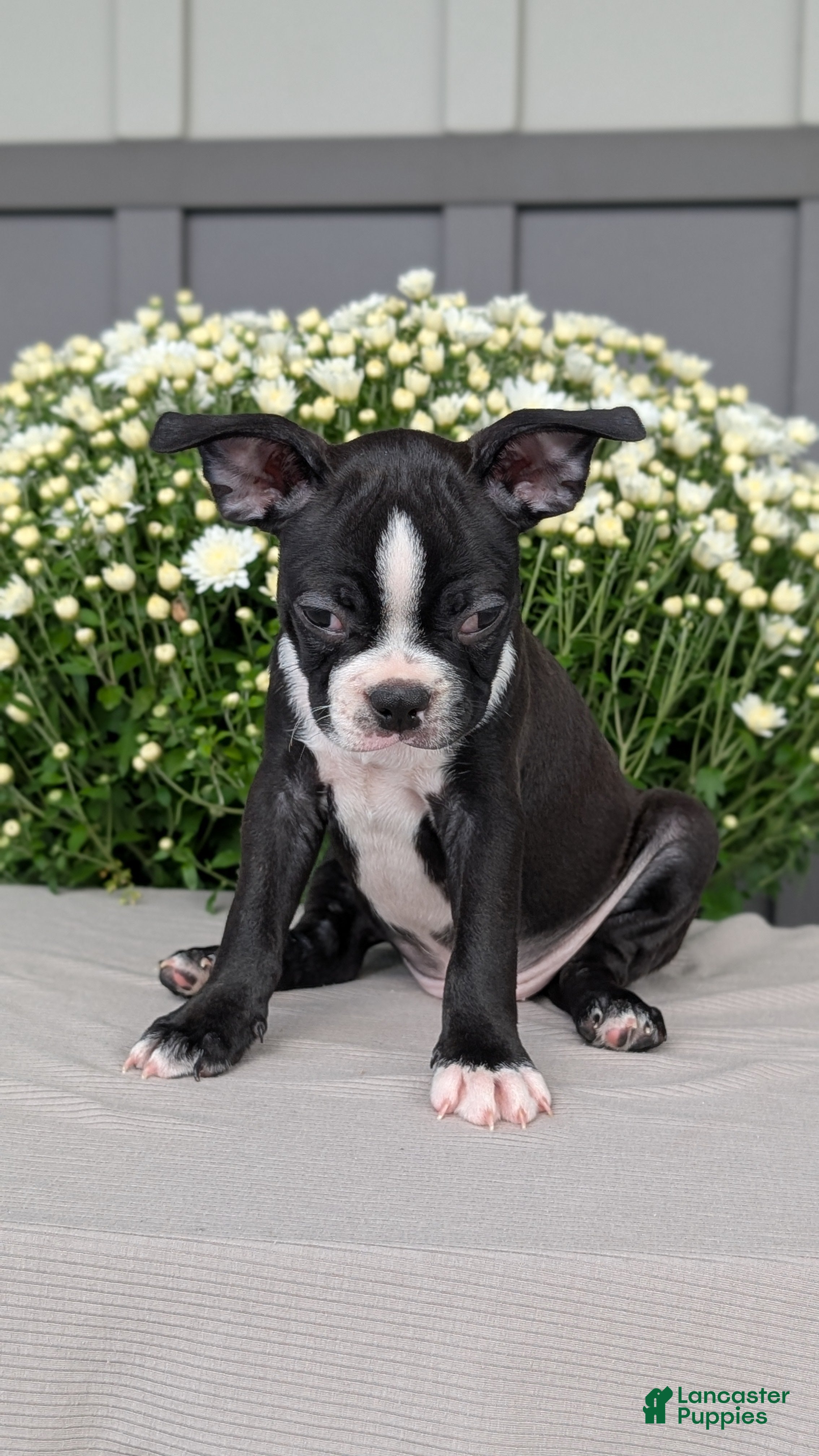 Boston Terrier dogs Tyson - Ad 2