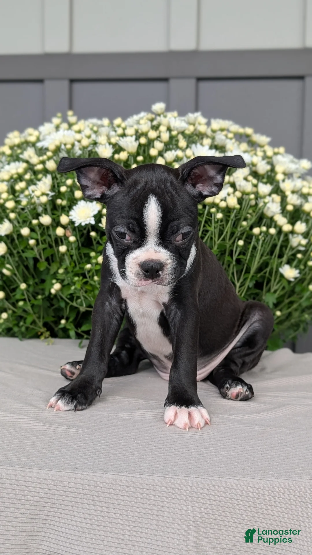 Boston Terrier dogs for sale: Tyson - Ad 2
