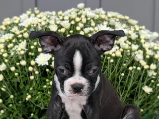 Boston Terrier dogs Tyson - Ad 2