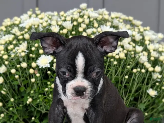 Boston Terrier dogs for sale: Tyson - Ad 2