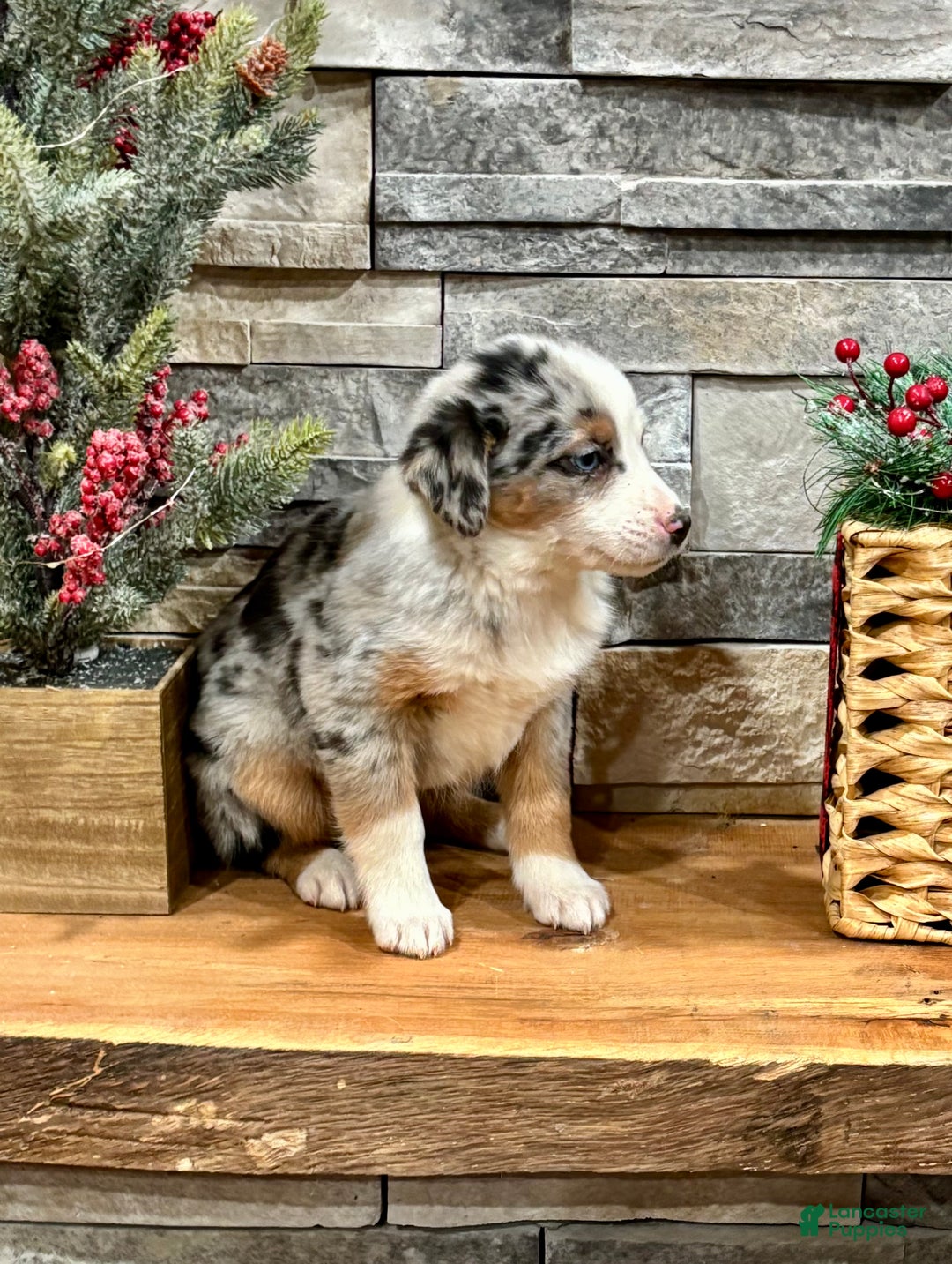 Australian Shepherd dogs for sale: Annie Blue - Ad 2