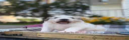 Great Pyrenees dogs for sale: Nicky - Ad 5