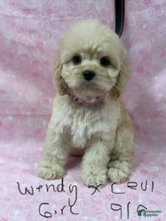 Cockapoo dogs Wendy G1 - Ad 8